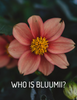 Who is Bluumii?